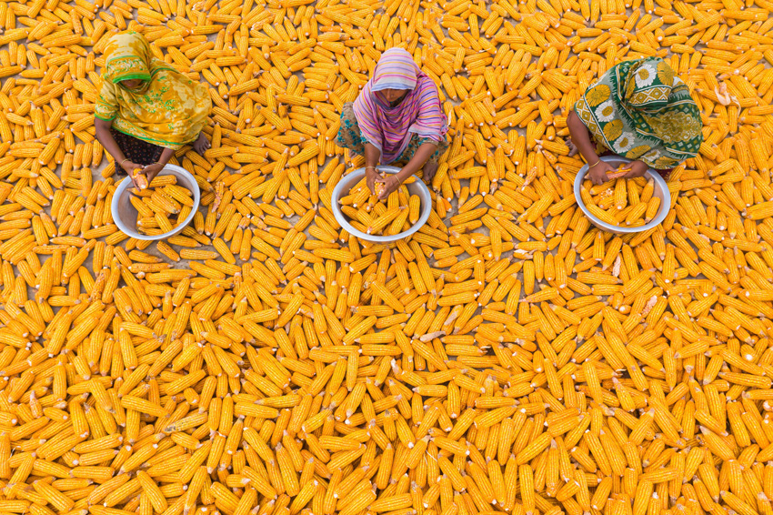 孟加拉国迎来玉米成熟季 多彩航拍图令人赞叹