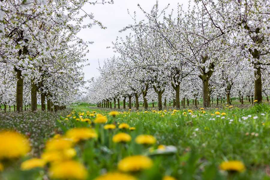德国萨克森果园春景迷人 樱花盛开令人陶醉