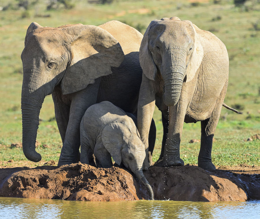 南非阿多象国家公园可爱小象开心玩耍