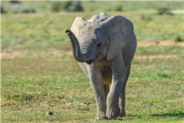 南非阿多象国家公园可爱小象开心玩耍