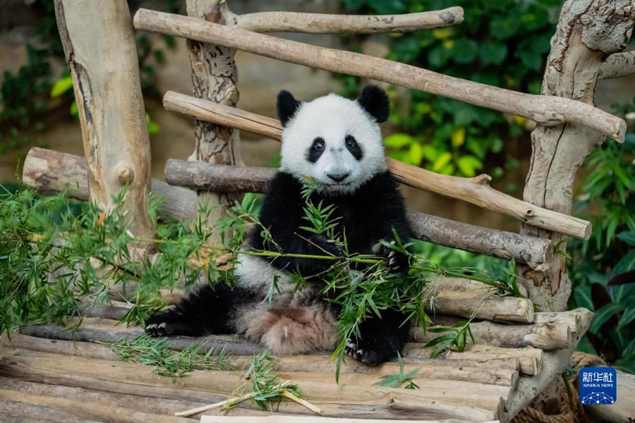 5月25日，大熊猫宝宝“升谊”在马来西亚吉隆坡附近的国家动物园吃竹子。中国旅马大熊猫“靓靓”生下的第三只宝宝25日在马来西亚国家动物园正式取名为“升谊”。新华社记者 朱炜 摄