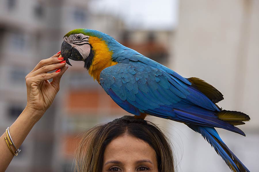 委内瑞拉居民关爱鸟类 帮助鹦鹉适应城市环境