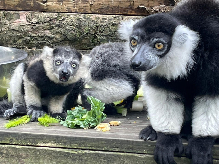 英国纽基动物园喜迎黑白领狐猴三胞胎