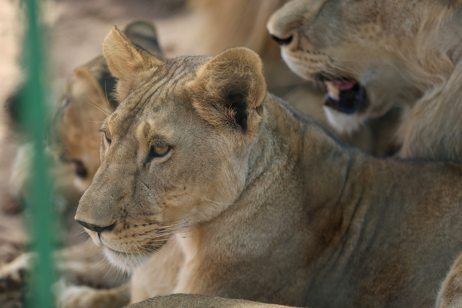 苏丹野生动物家园――阿尔・巴吉尔野生动物园