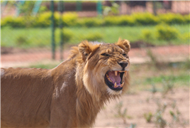 苏丹阿尔・巴吉尔野生动物园
