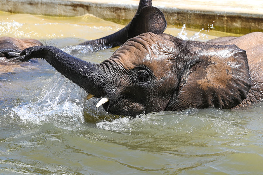 德国遭遇高温热浪 动物园大象戏水消暑