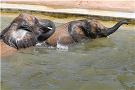 德国遭遇高温 动物园大象戏水消暑