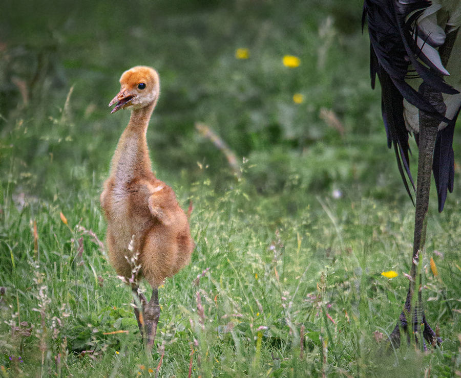 英国自然保护区成功孵化小丹顶鹤