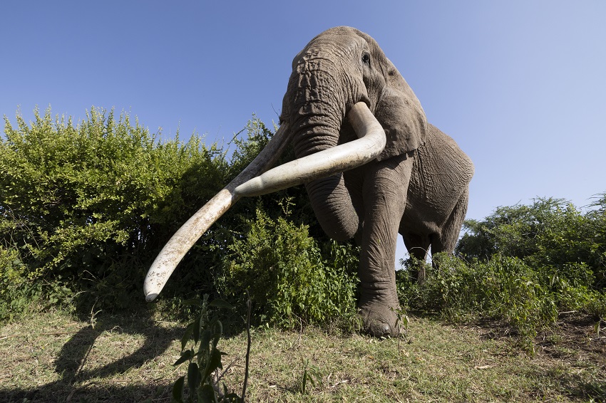 肯尼亚超级大象雄风依旧 