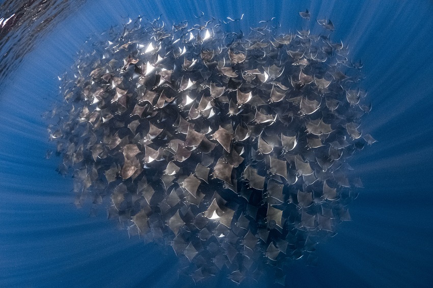 德国摄影师水下拍摄蝠鲼聚集迁徙