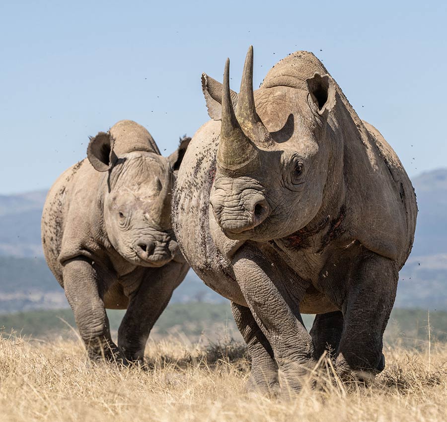 肯尼亚犀牛面对镜头和谐互动 好奇不已
