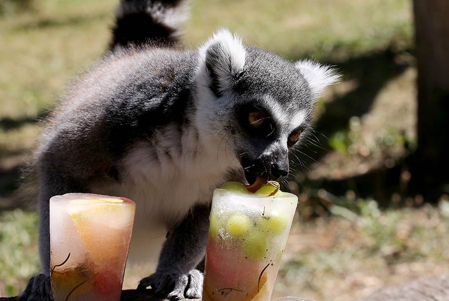 克罗地亚遭遇高温热浪 动物园狐猴吃冰镇美食降温