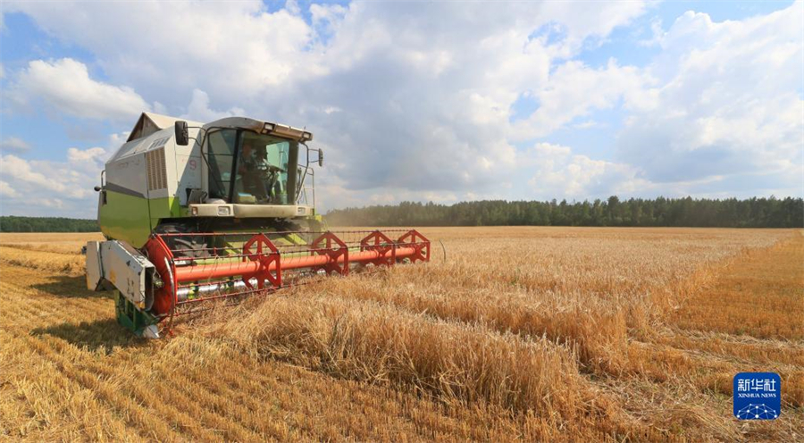 這是8月4日在白俄羅斯明斯克州拍攝的大麥收割場景。近日，白俄羅斯開始大面積收割糧食作物。白俄羅斯農業與食品部預計，今年糧食產量將超過去年。新華社發（任科夫攝）