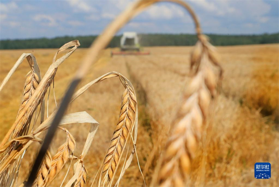 这是8月4日在白俄罗斯明斯克州拍摄的大麦收割场景。近日，白俄罗斯开始大面积收割粮食作物。白俄罗斯农业与食品部预计，今年粮食产量将超过去年。新华社发（任科夫摄）