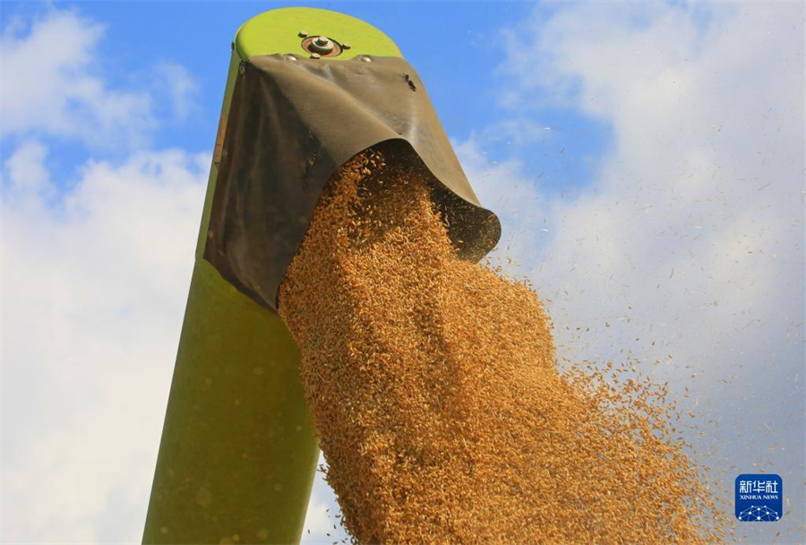 8月4日，在白俄罗斯明斯克州，农机对收获的大麦脱粒。近日，白俄罗斯开始大面积收割粮食作物。白俄罗斯农业与食品部预计，今年粮食产量将超过去年。新华社发（任科夫摄）