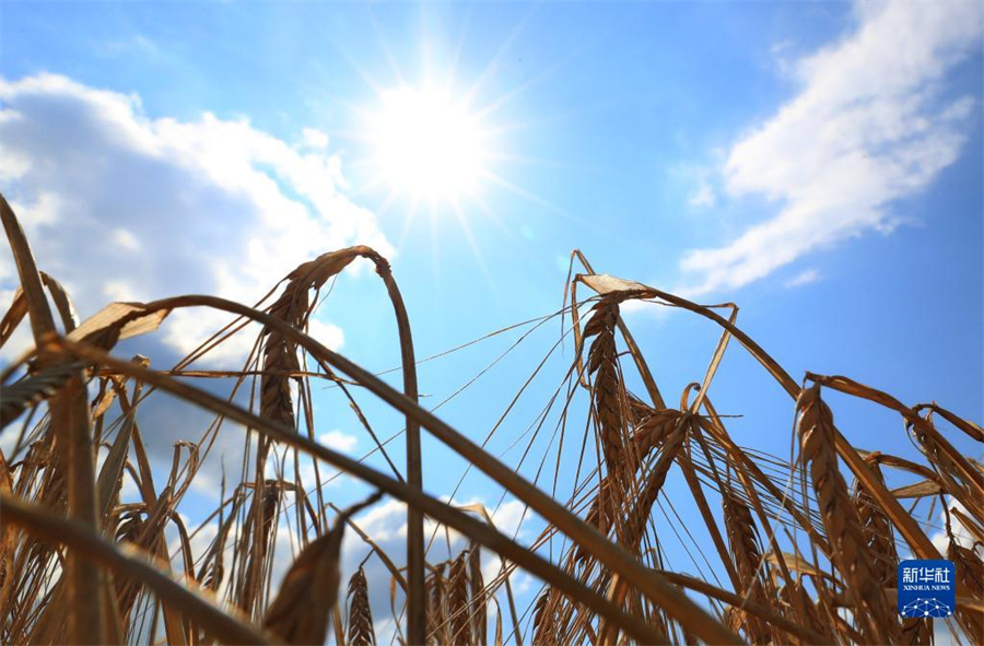 这是8月4日在白俄罗斯明斯克州拍摄的待收割的大麦。近日，白俄罗斯开始大面积收割粮食作物。白俄罗斯农业与食品部预计，今年粮食产量将超过去年。新华社发（任科夫摄）