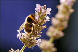 英国蜜蜂受多方因素影响数量大大减少
