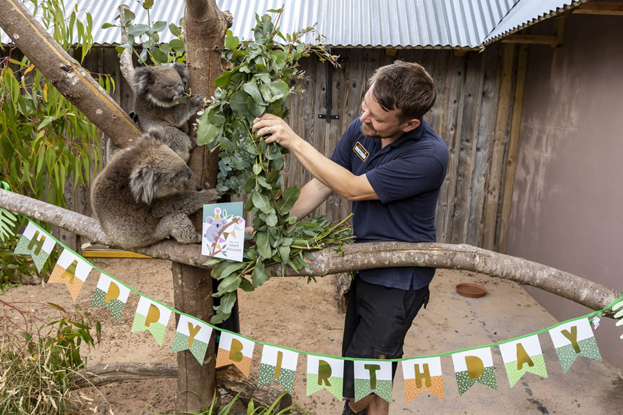 英国郎利特野生动物园小考拉迎来周岁生日 开心派对上吃不停