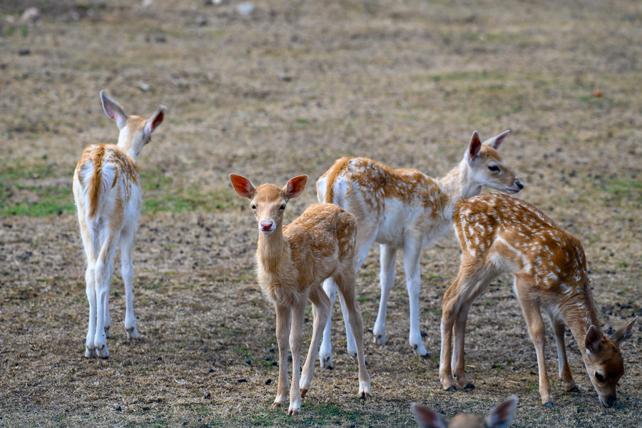 德国萨克森-安哈尔特动物保护公园 鹿群在室外围栏内自由生活