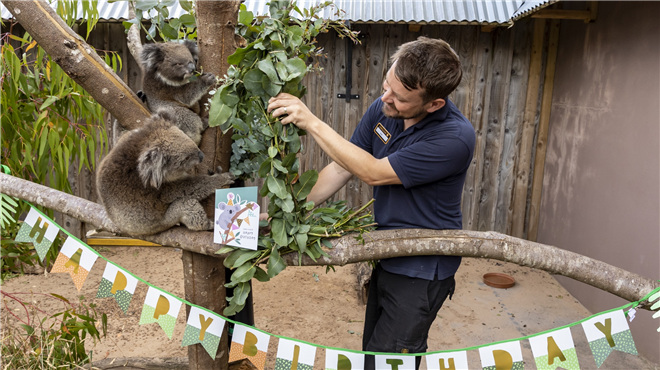 英国郎利特野生动物园小考拉迎来周岁生日