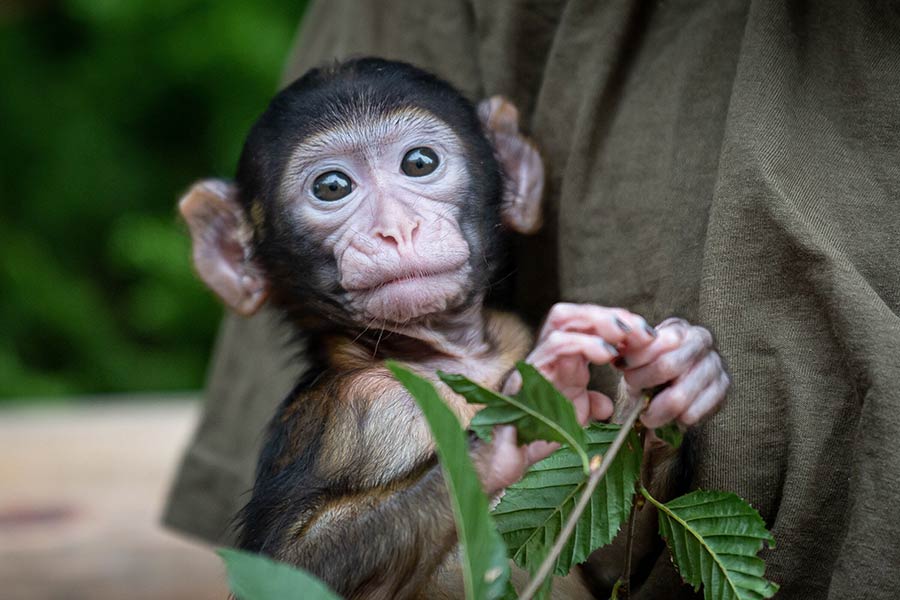 波兰动物园两个月大小猕猴在饲养员怀里撒娇