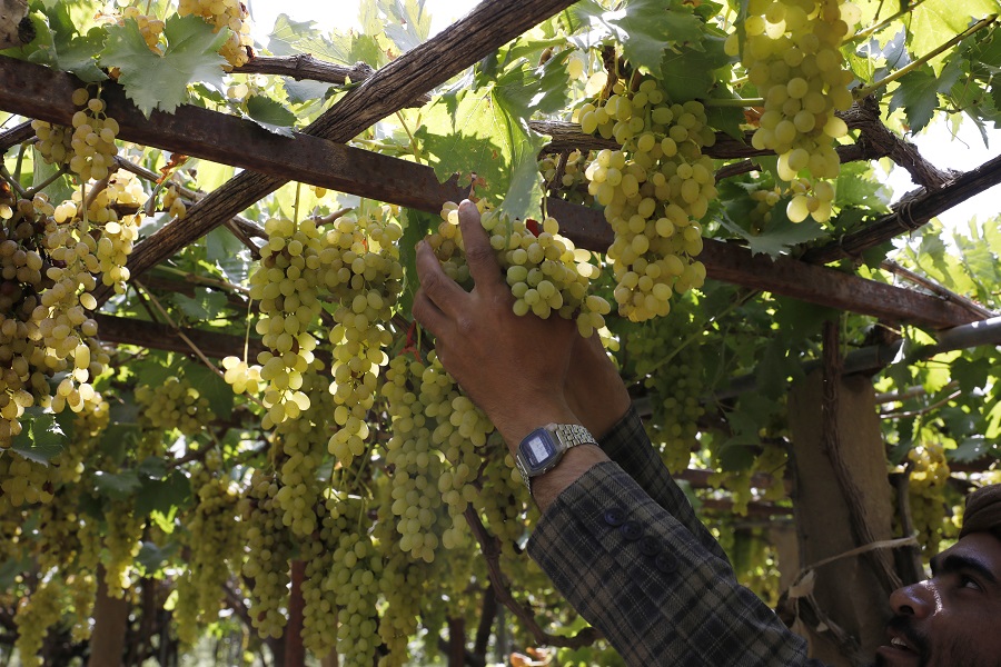 也门萨那迎来葡萄成熟季