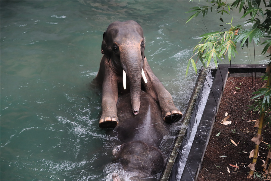 波兰罗兹动物园亚洲象水中游泳 生活美滋滋