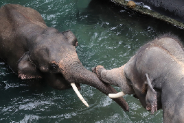 波兰罗兹动物园亚洲象水中游泳