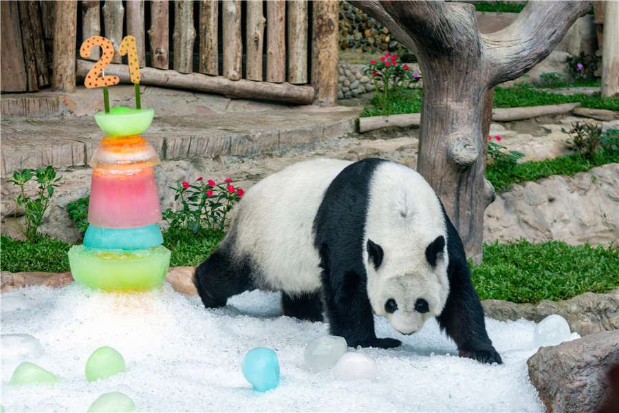 旅泰大熊猫“林惠”庆祝21岁生日