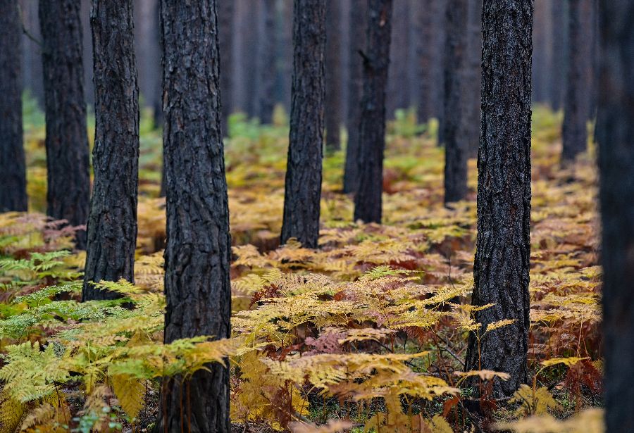 德国勃兰登堡秋季来临 森林树叶变黄