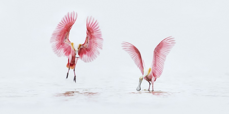 美国摄影师捕捉到粉红琵鹭优雅展翅瞬间