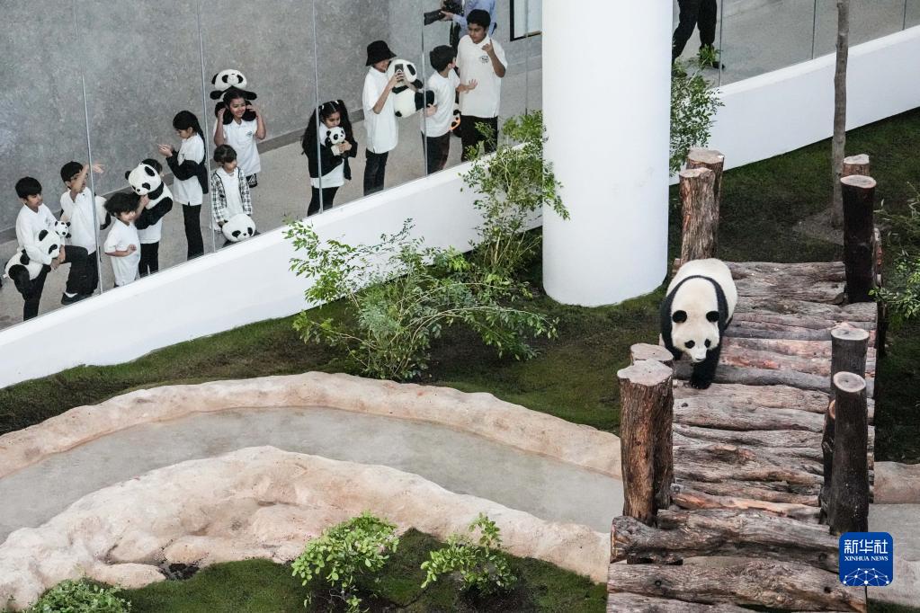 卡塔尔熊猫馆正式对公众开放