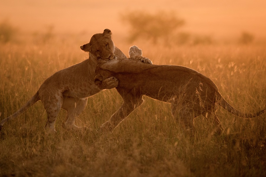 肯尼亚马赛马拉国家公园 小狮子晨光下嬉戏打闹