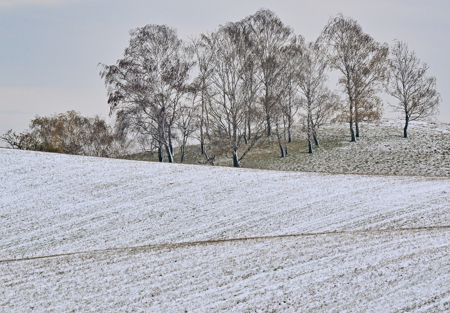 德国勃兰登堡冬日风光 山丘积起一层薄雪