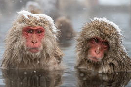 日本猕猴泡露天温泉过冬