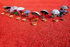 孟加拉国工人烈日下采收辣椒