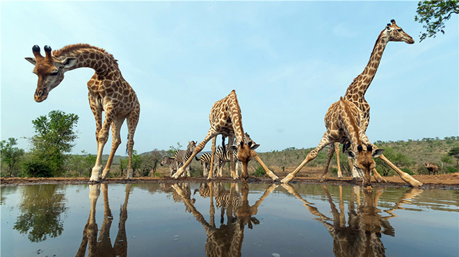 摄影师拍摄南非野生动物池边喝水
