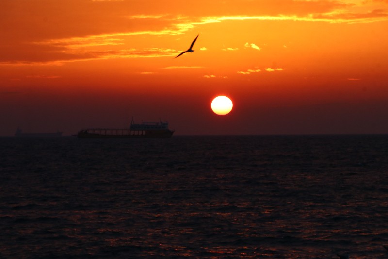 土耳其泰基尔达日出时分 海面上海鸥展翅飞翔