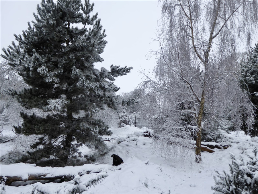 英国惠普斯奈德动物园迎来降雪 动物白雪中尽情嬉戏