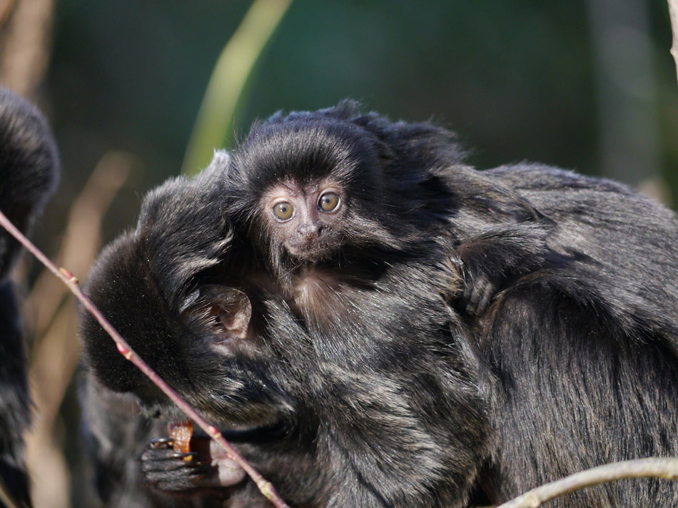 英国康沃尔郡纽奎动物园迎来跳猴宝宝