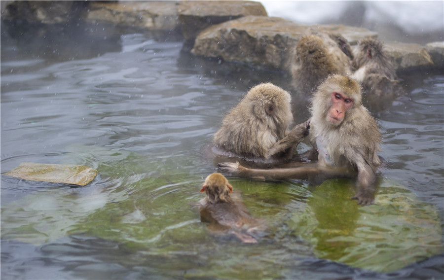 日本雪猴公园猴子泡温泉 十分享受