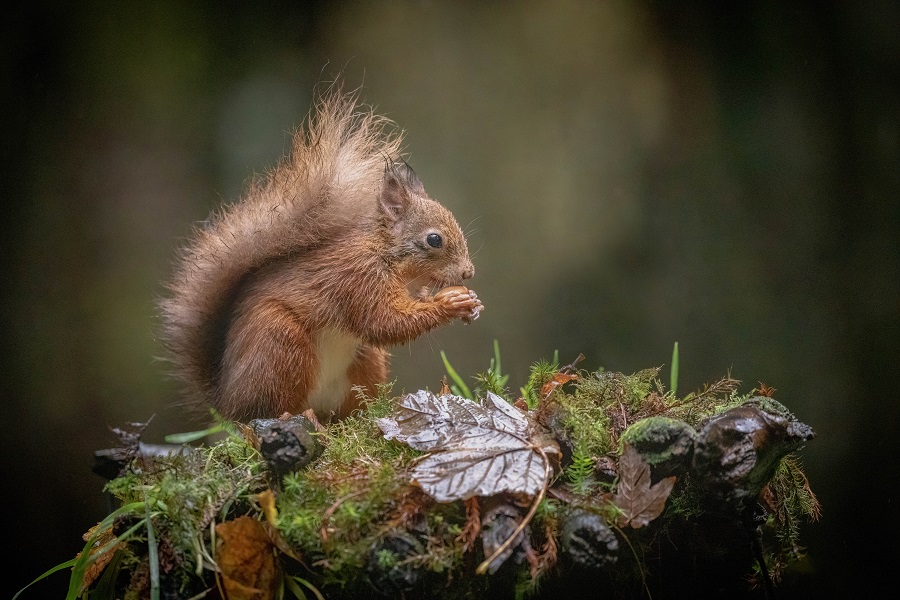 英国苏格兰红松鼠收集坚果 为新年做准备