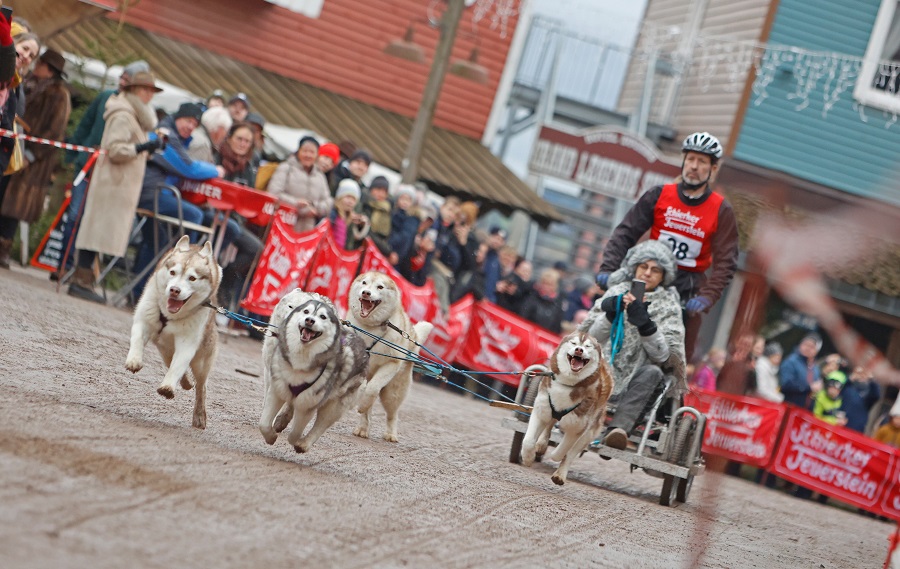 德国萨克森-安哈尔特举办国际雪橇犬比赛