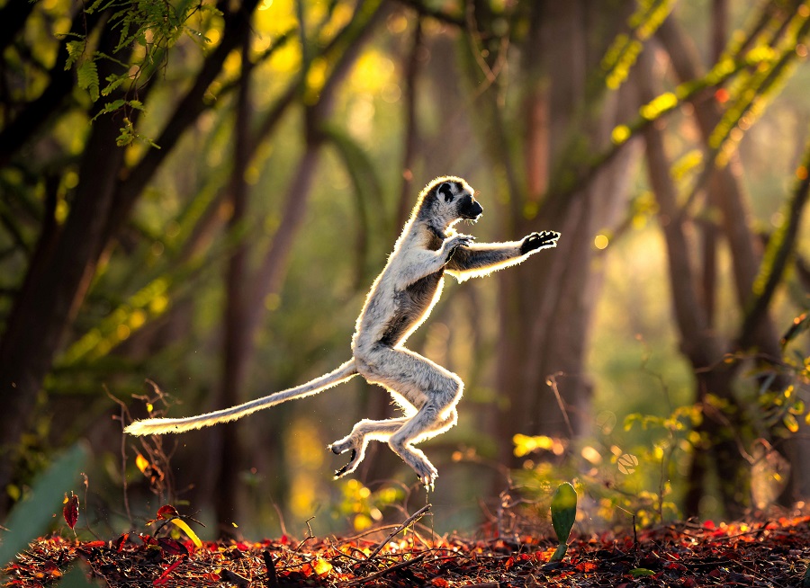 摄影师拍摄马达加斯加冕狐猴林间起舞