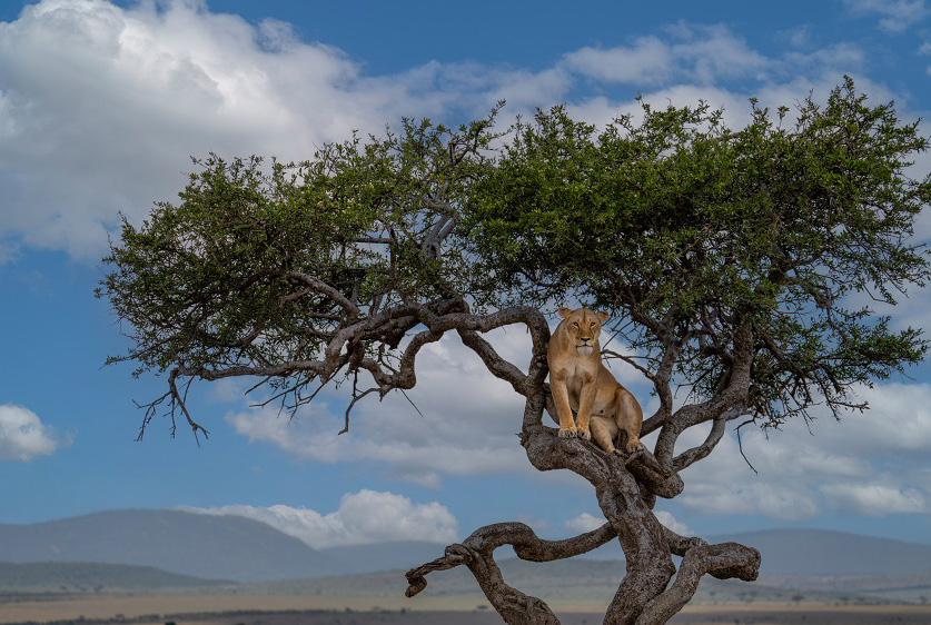 肯尼亚马赛马拉母狮树顶栖息