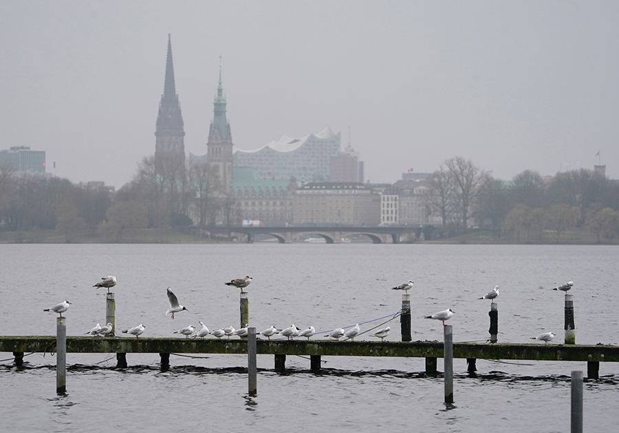 德国汉堡雾气缭绕 群鸟码头上觅食