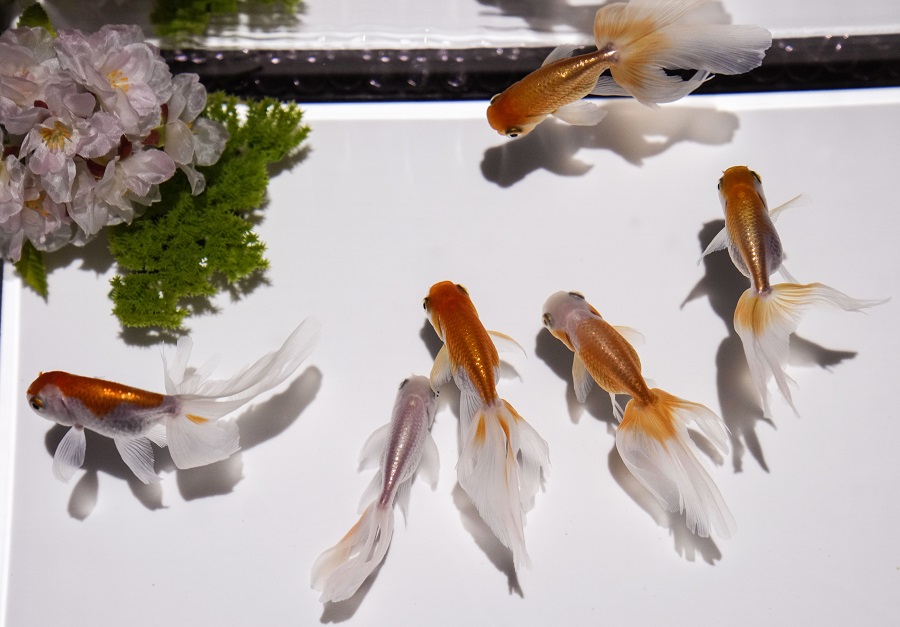 日本东京银座艺术水族馆举行金鱼展