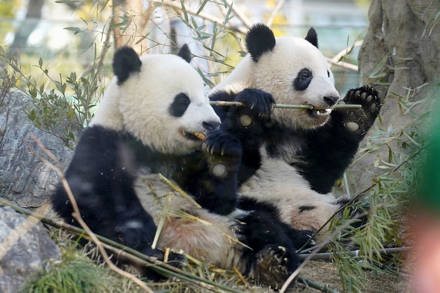 旅日双胞胎大熊猫“晓晓”和“蕾蕾”尝试独立生活