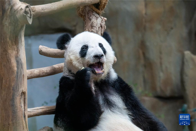 3月11日，在马来西亚吉隆坡，大熊猫“谊谊”在进食。