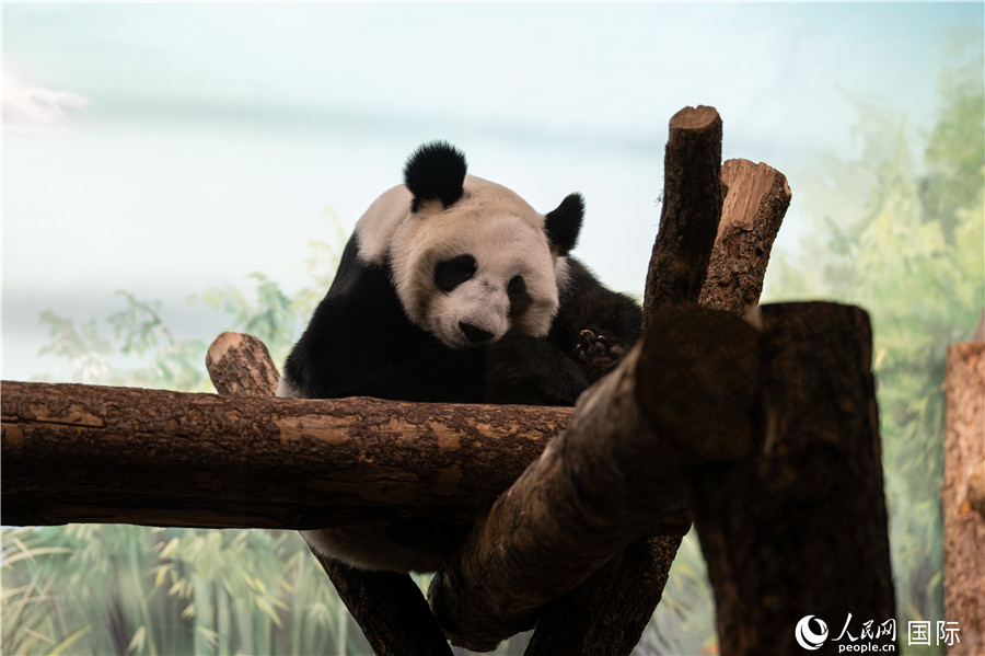 旅俄大熊猫“丁丁”憨态可掬 游客络绎不绝